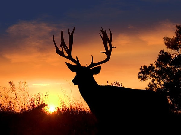 Вы безнадежный романтик!