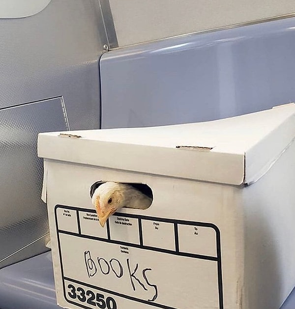 17. А вот кто-то контрабандой кур везет.