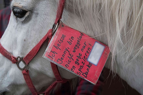 3. Жители района давно привыкли к размеренно шагающей по улицам лошади, но для тех, кто встретит Дженни в первый раз, хозяин прикрепляет к уздечке записку: «Привет, меня зовут Дженни. Я не потерялась, я просто гуляю. Спасибо».