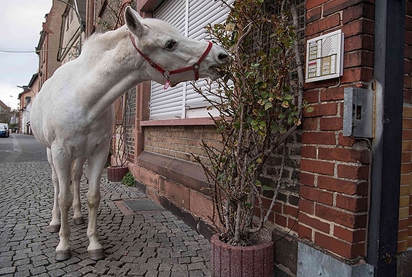 7. Мистер Вайшедель вспоминает, что раньше они прогуливались по улицам Франкфурта со второй лошадкой - жеребцом по кличке Чарли - и двумя овчарками.