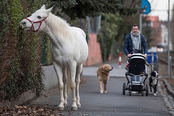 8. Сегодня Дженни наслаждается сольными прогулками, и лишь иногда к ней присоединяется семейная овчарка Эвита.