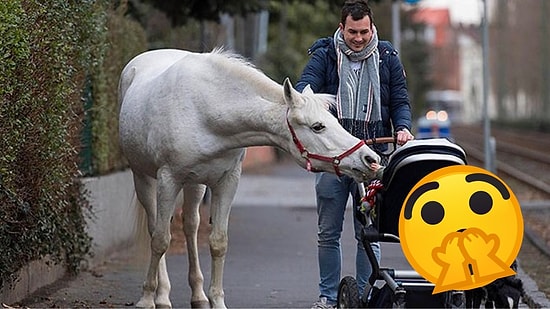 Знакомьтесь с белоснежной лошадью из Франкфурта, которая гуляет сама по себе: 9 фото