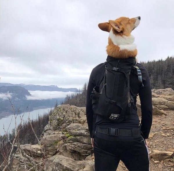 10. Собака-путешественница.