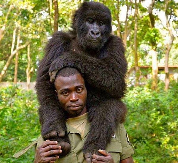 Demokratik Kongo Cumhuriyeti'nde bulunan, UNESCO dünya mirası sit alanı olan Virunga Milli Parkı'nda iki tane goril bakmaya doyamadığımız bir selfie çektirdiler.