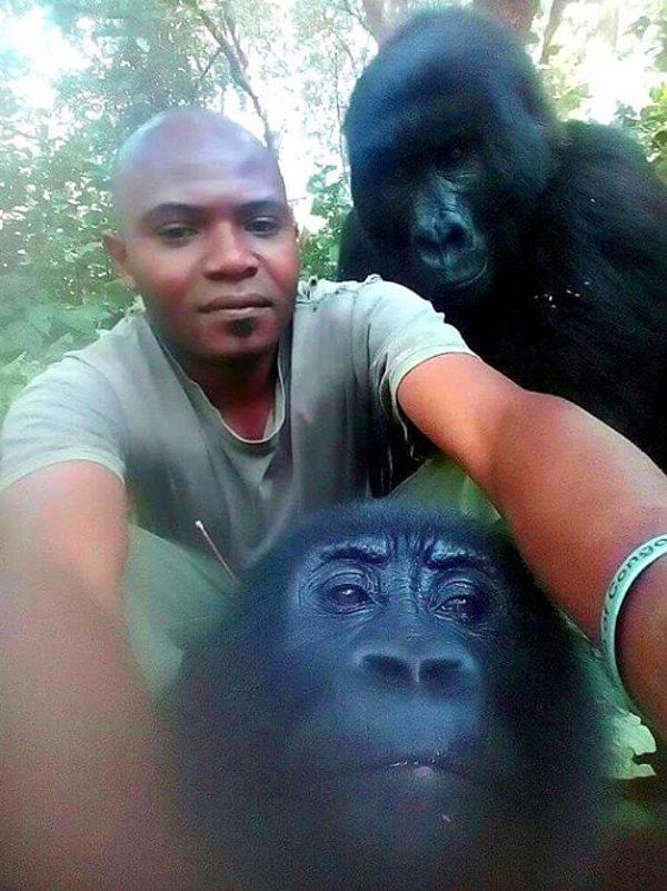 Bekçilerin yaptıkları iş çok tehlikeli olsa da, gorillerle eğlenip, fotoğraf çektirecek kadar yakın bir bağ kurmuşlar.