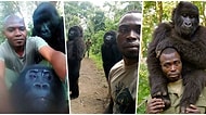 Nesli Tükenmek Üzere Olan Goriller Kendilerini Avcılara Karşı Koruyan Bekçileriyle Selfie Çektirdi