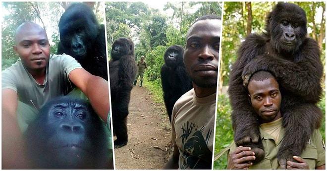 Nesli Tükenmek Üzere Olan Goriller Kendilerini Avcılara Karşı Koruyan Bekçileriyle Selfie Çektirdi