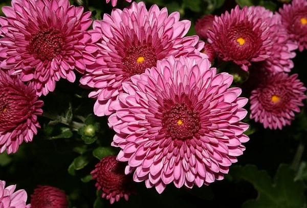 4. Хризантемы: