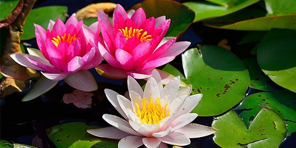 6. Кувшинка: