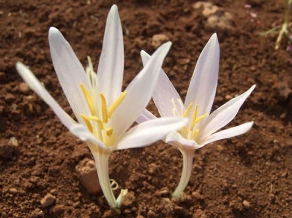 9. Безвременник: