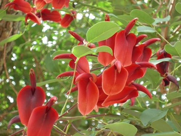 10. Эритрина: