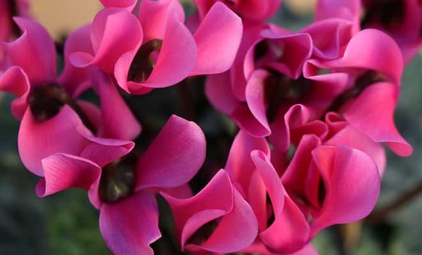 13. Цикламен: