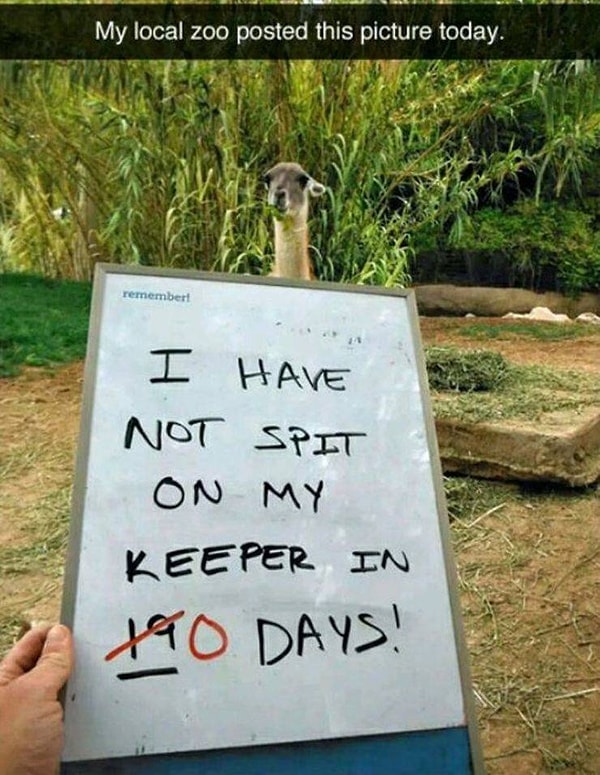 5. «Я не плевался в своего смотрителя в течение 19 ❌ 0 дней!»