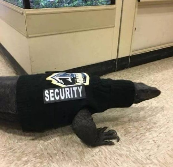 17. С таким охранником не станешь спорить.