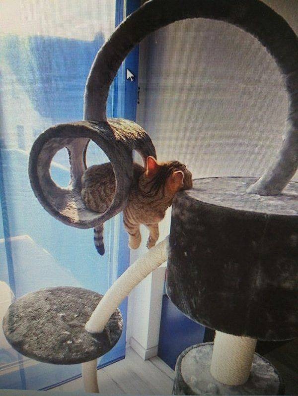 26. Коты... Про них давно всё понятно.