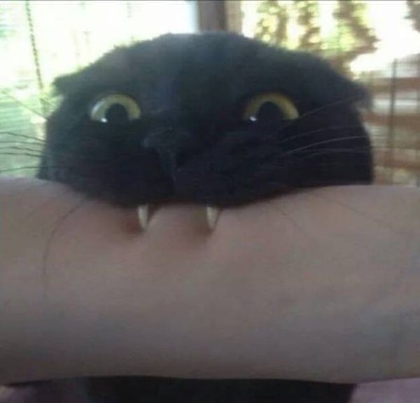 27. Сейчас ты поплатишься за дешевый корм, жмотина!