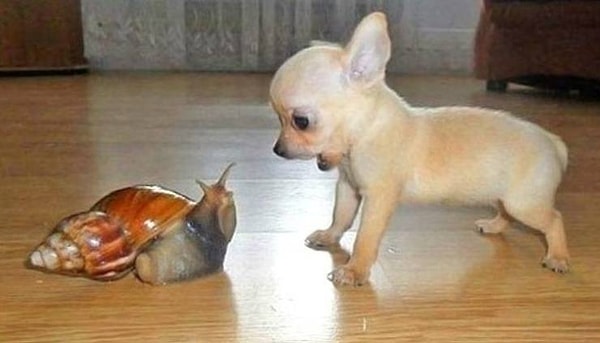 40. Черт побери, что это?!