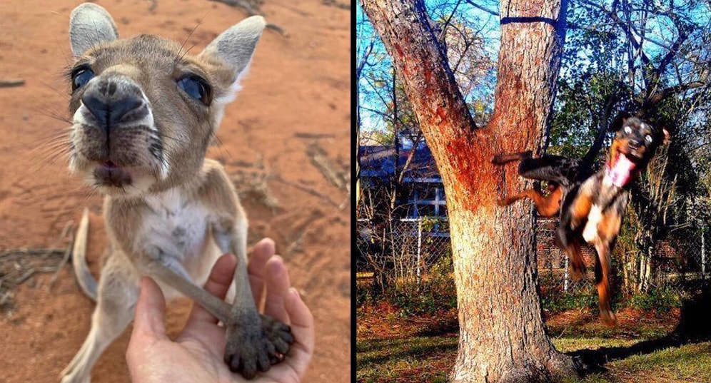 А спонсором смеха в данном посте выступают животные: 40+ фото