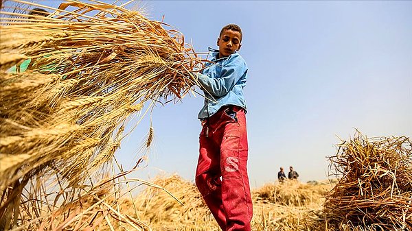 Çocuk işçilerin yüzde 70,9'u tarım sektöründe