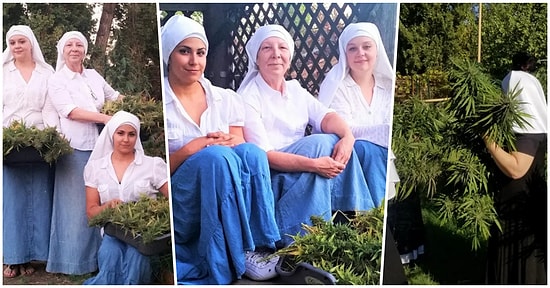 ABD'de Bir Manastırda Ürettikleri Kenevirlerden Yılda 6,5 Milyon TL Kazanan Çılgın Rahibeler