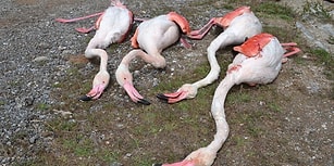 Yumurtlamak İçin Gelmişlerdi: Aksaray'da Dört Flamingo Tüfekle Vurularak Öldürüldü