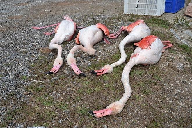 Yumurtlamak İçin Gelmişlerdi: Aksaray'da Dört Flamingo Tüfekle Vurularak Öldürüldü