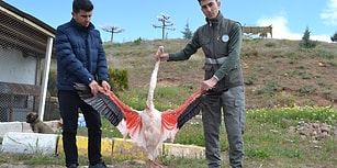 Yumurtlamak İçin Gelmişlerdi: Aksaray'da Dört Flamingo Tüfekle Vurularak Öldürüldü