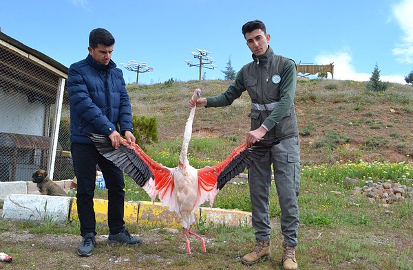 Bunun üzerine sazlık alana giden ekipler tüfekle ateş edilen 2 flamingonun öldürüldüğünü belirledi.