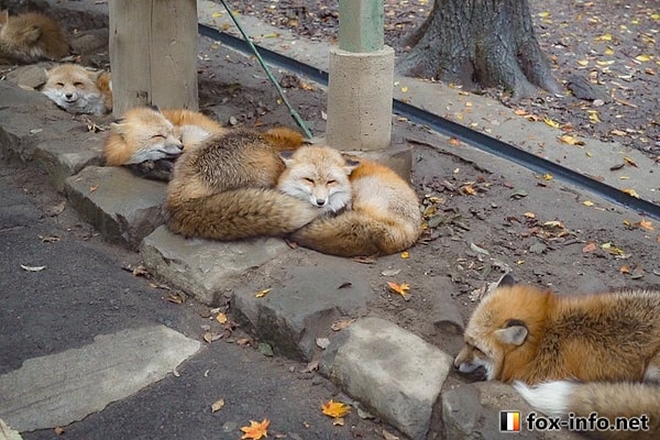 1. Вот с этого фото все и началось. Лисенок прилег на другого лисенка, но пользователи Сети разглядели на фото... мускулы!