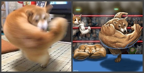 Зверские разборки: Заснувший лисенок и взмахнувшая хвостом собака стали предметами очередного баттла