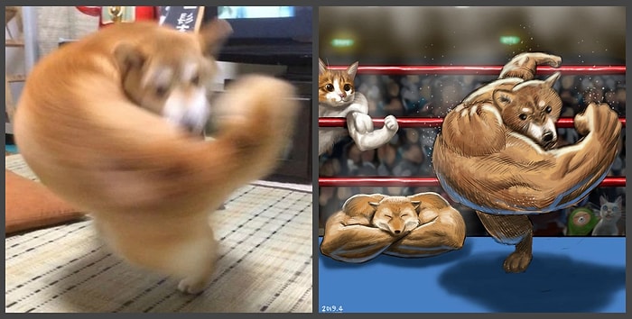 Зверские разборки: Заснувший лисенок и взмахнувшая хвостом собака стали предметами очередного баттла