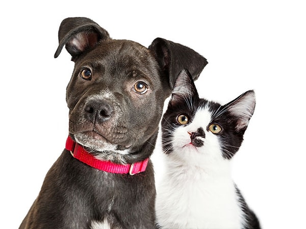 3. Вам больше нравятся кошки или собаки?