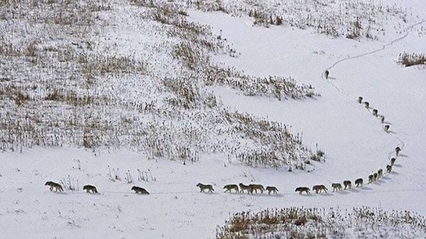 Вы бы стали жертвой диких животных...