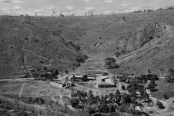 8. Проект неравнодушного бразильского фотографа и его жены вдохновил миллионы, предоставив конкретный пример позитивных экологических действий и продемонстрировав, как быстро можно восстановить окружающую среду при правильном подходе.