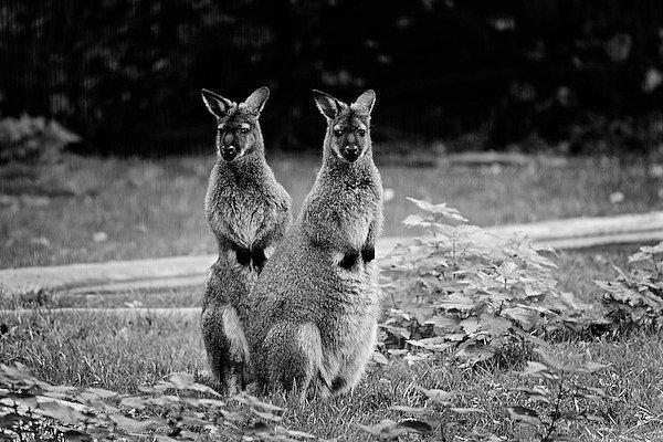 4. 2009 yılında, Avustralyalı afyon çiftçileri tarlalarında halkalar fark ettiler ve daha sonra bunların sarhoş kangurular tarafından yapıldığını fark ettiler.