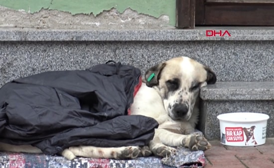 Yağmurda Islanan Sokak Köpeğine Montunu Veren Çocuk!