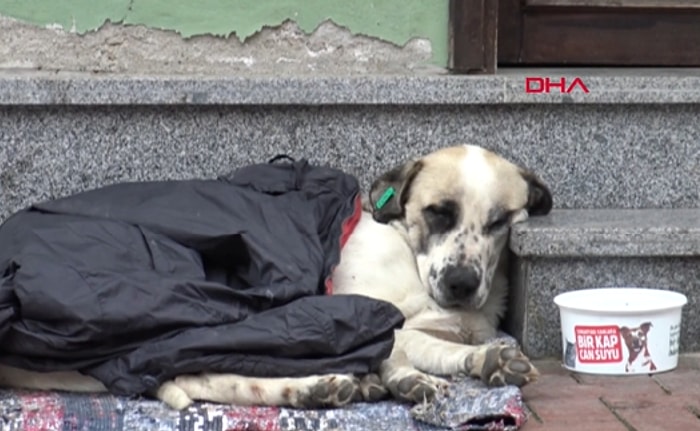 Yağmurda Islanan Sokak Köpeğine Montunu Veren Çocuk!