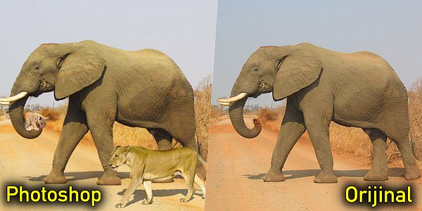 11. Dişi aslana yavrusunu taşıma konusunda yardım etmek isteyen anaç fil