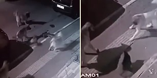 Rus Basınından Türk Kedisi Videosu: 'Sakın Türk Kedisi ile Dalaşmayın, Dersinizi Alırsınız'
