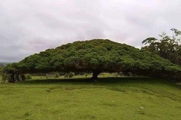 8. Kosta Rika'da 50 metre genişliğindeki ağacın heybetine bir bakın!