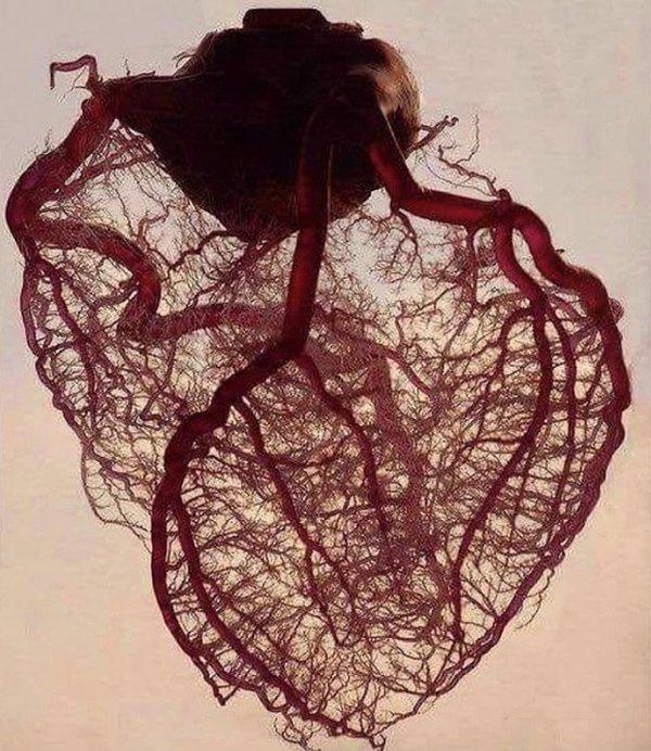 10. İnsan kalbi tüm yağ ve kas dokularından arındırıldığında koroner arterler ve damarlar kalır, ortaya bu görüntü çıkar. Bu görüntünün mimarı ise anatomist Gunther von Hagens.