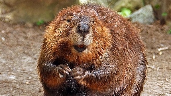 1. Эта страна имеет самую длинную береговую линию  в мире - 202 080 км. Ее национальным животным является североамериканский бобер. К тому же это государство считается самым образованным на земном шаре: более половины ее жителей имеют высшее образование.