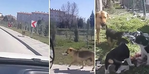 Yavrularının Karnını Doyurabilmek İçin Kilometrelerce Yürüyerek Mama Getiren Anne Köpek