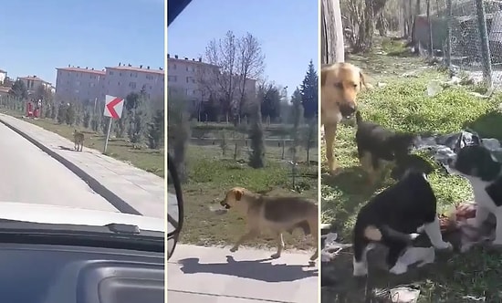 Yavrularının Karnını Doyurabilmek İçin Kilometrelerce Yürüyerek Mama Getiren Anne Köpek