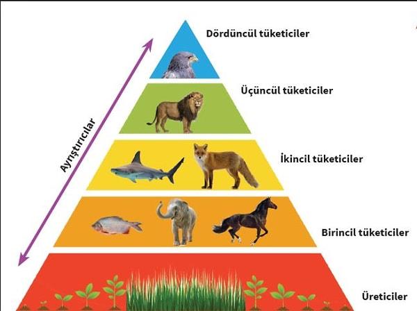 6. Bir hayvan olsaydın besin piramidinin neresinde olurdun?