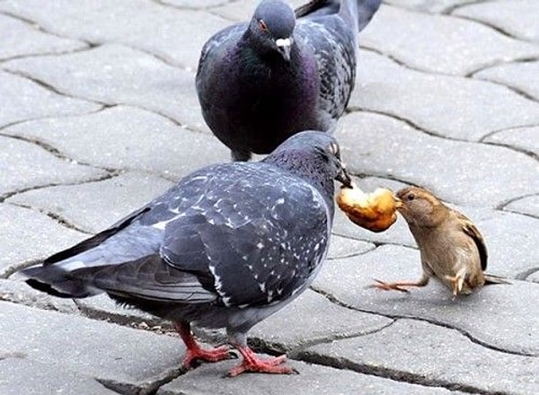 7. Размер клюва какой птицы упоминается, когда люди говорят о чем-нибудь небольшого размера?