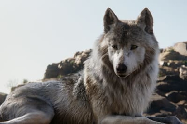 18. Лупита Нионго и Скарлетт Йоханссон озвучивали персонажей в "Книге джунглей"