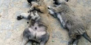 Yine Zehirli Et Yine Vahşet: Balıkesir'de 4 Köpek ve 3 Kedi Katledildi