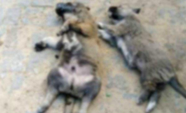 3'ü yavru 4 köpek ve 3 kedi hayatını kaybetti