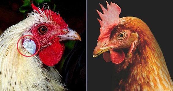 4. Куры с белыми ушными мочками откладывают белые яйца, а с красными мочками — коричневые